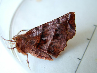 Early Thorn